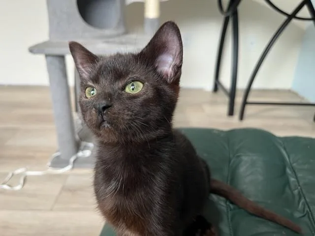 Binx My Baby Boy thumbnail 5