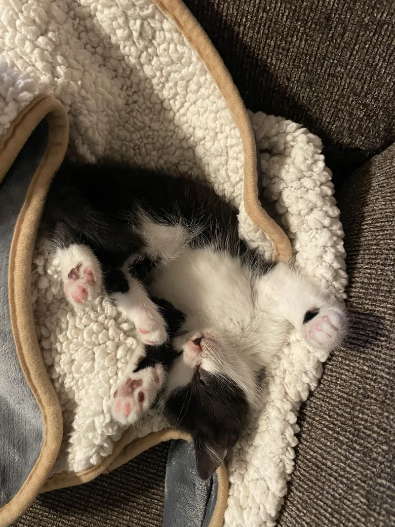 A baby small-sized female Black & White / Tuxedo Domestic Short Hair cat named Oreo for adoption in Mineral Point, WI