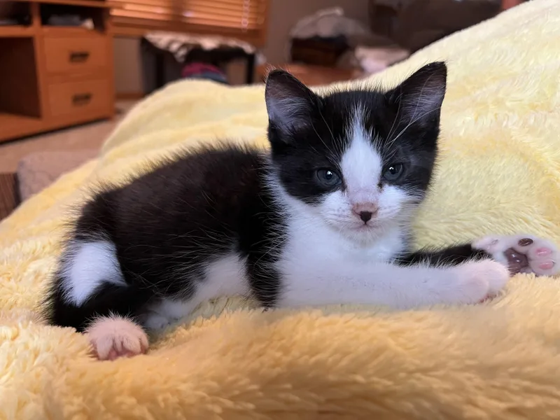 Oreo thumbnail 2