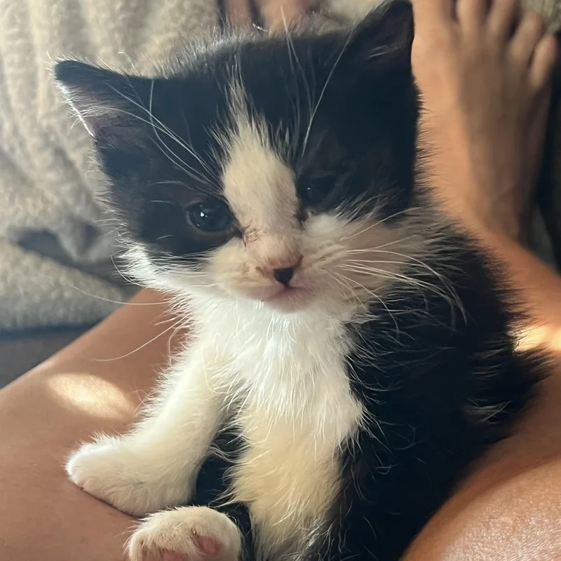 Oreo thumbnail 3