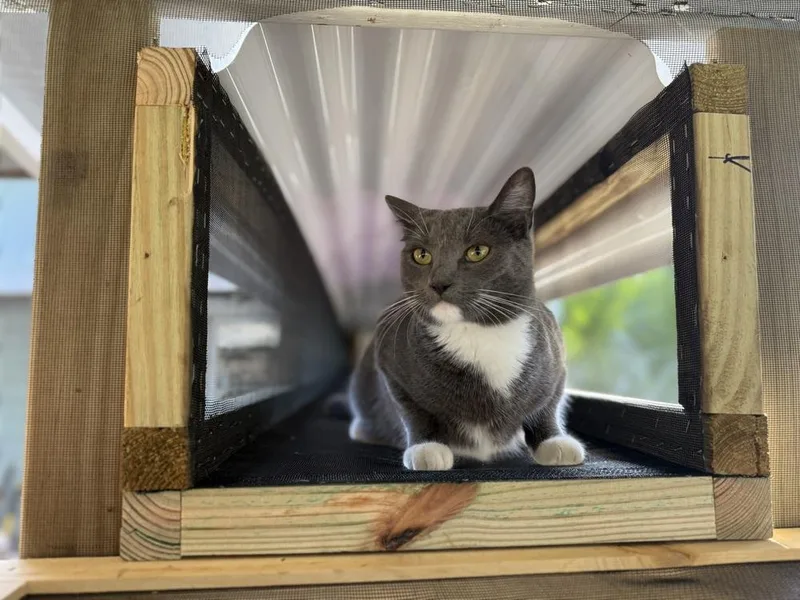 Periwinkle thumbnail 2