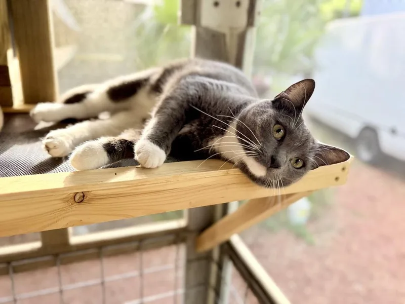 Periwinkle thumbnail 3