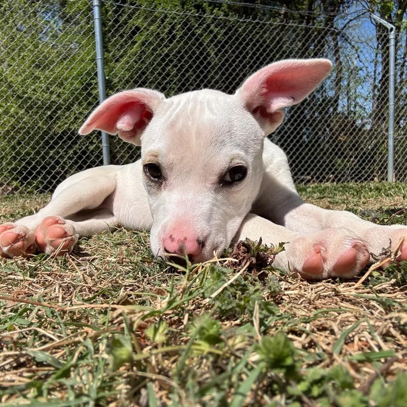 A baby small-sized female White / Cream Pit Bull Terrier dog named Zuri for adoption in Roxboro, NC
