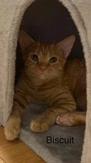 A young small-sized female Orange / Red Munchkin cat named Biscuit for adoption in Oakland Park, FL
