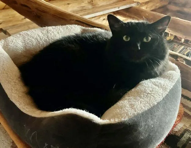Missy And Lunar thumbnail 2