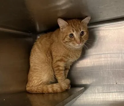 An adult medium-sized male Domestic Short Hair cat named Banana Puddin for adoption in West Chester, PA