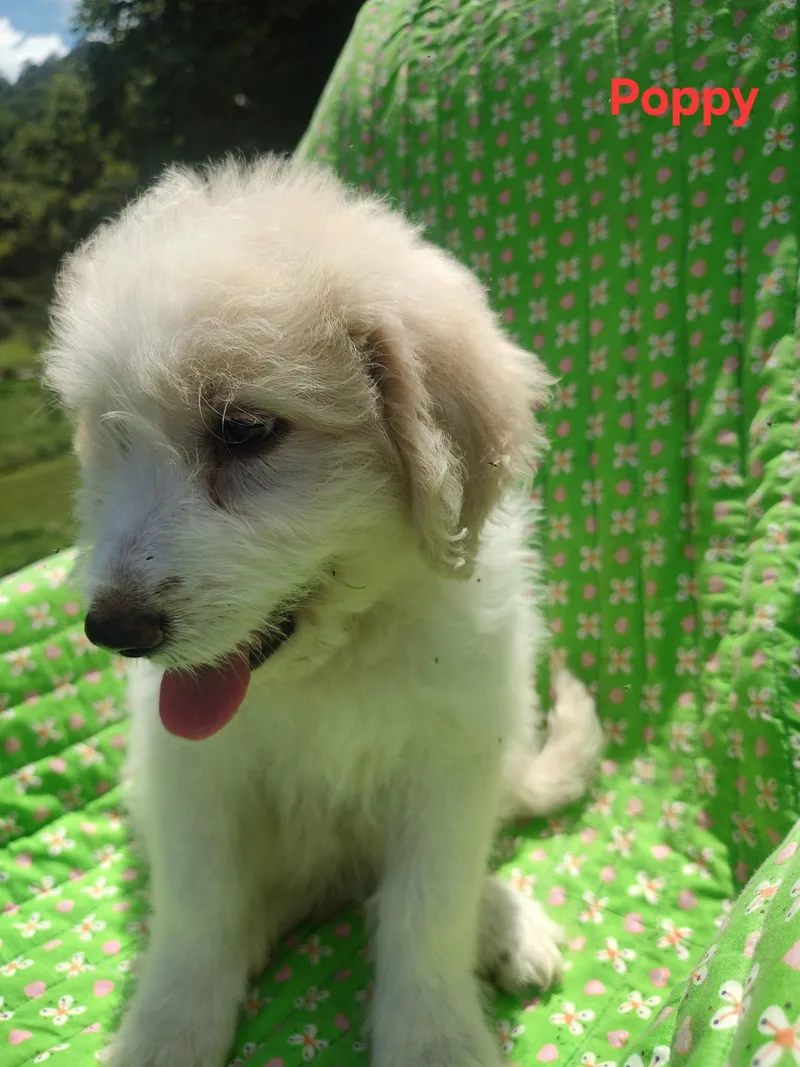 A baby large-sized female Great Pyrenees dog named Poppy for adoption in Croydon, NH