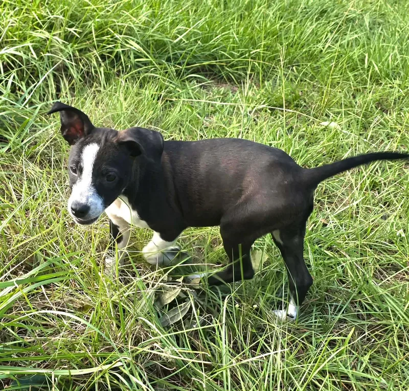 A baby medium-sized female Black Mixed Breed dog named Bunny for adoption in BONIFAY, FL