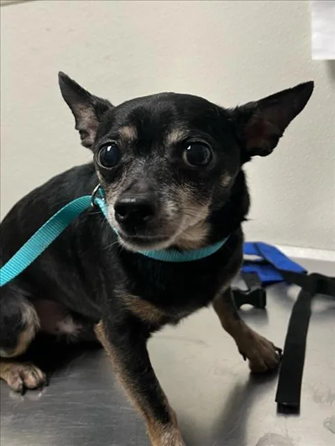 An adult small-sized male Chihuahua dog named Buddy for adoption in Chapel Hill, NC