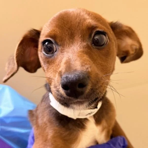 A baby small-sized male Chihuahua dog named Asap for adoption in Walnut Creek, CA