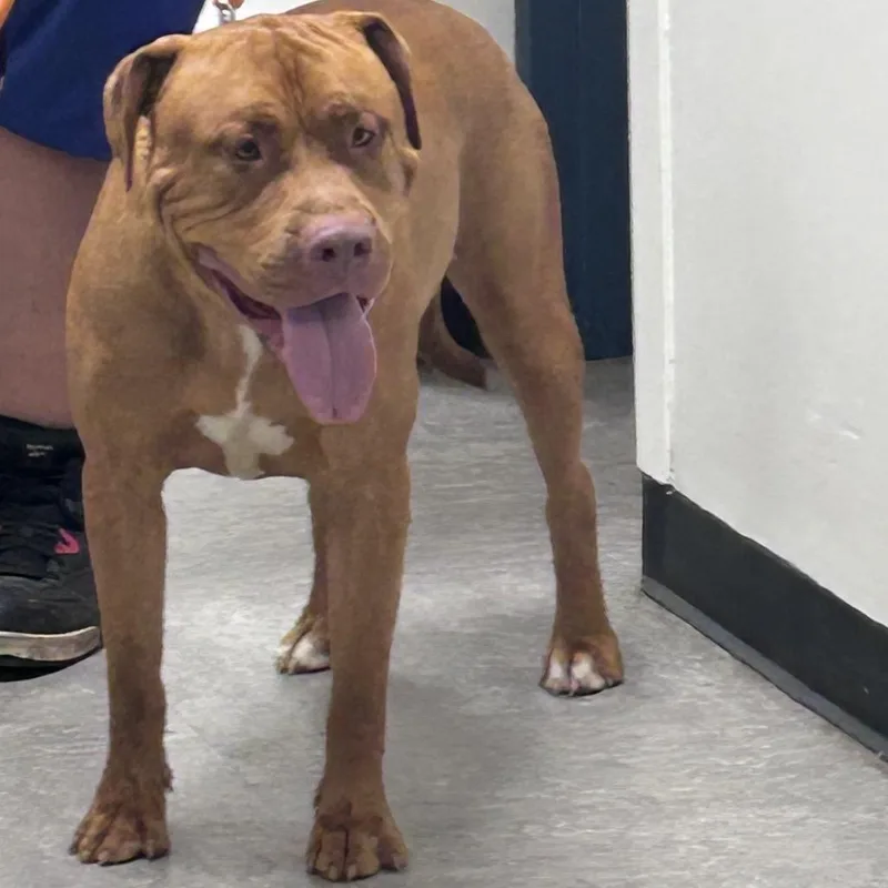 An adult medium-sized male Yellow / Tan / Blond / Fawn Pit Bull Terrier dog named Zero for adoption in Philadelphia, PA