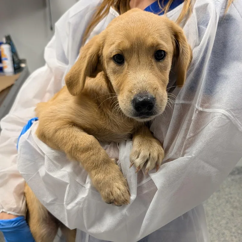 A baby small-sized female Mixed Breed dog named Crouton for adoption in Greenville, SC