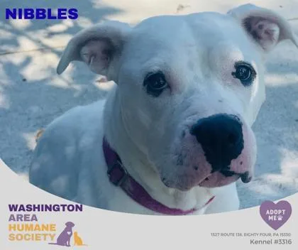 An adult medium-sized female White / Cream Pit Bull Terrier dog named Nibbles for adoption in Eighty Four, PA