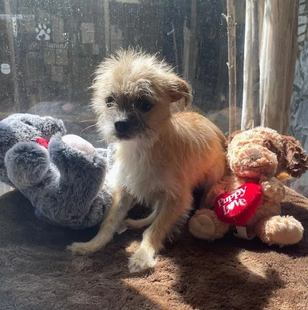 Cutie Patootie thumbnail 2