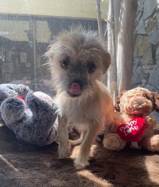 Cutie Patootie thumbnail 3