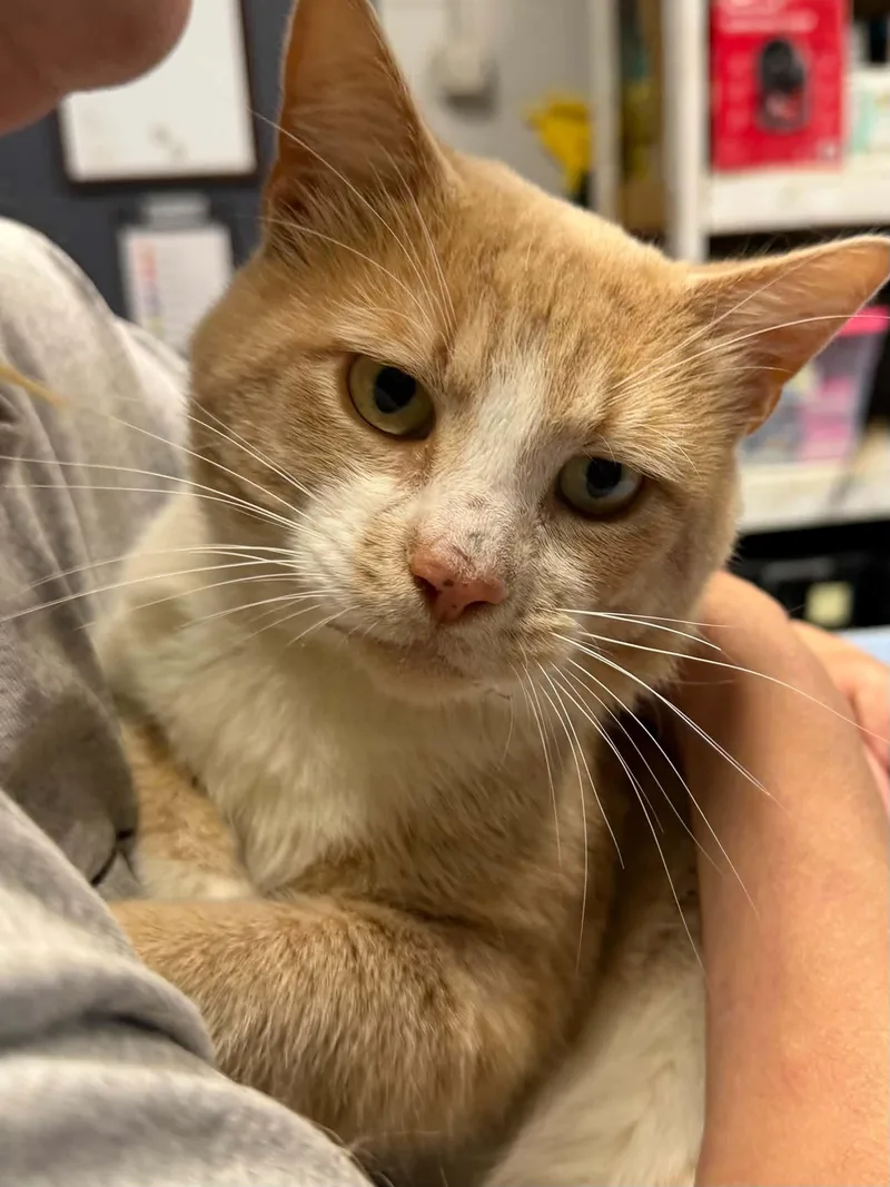 An adult medium-sized male Buff & White Domestic Short Hair cat named Letterkenny for adoption in Martinsville, IN
