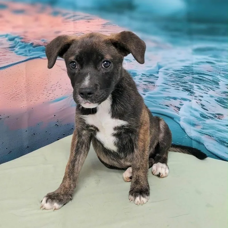 A baby medium-sized female Brindle Shepherd dog named Rain for adoption in Griswold, CT