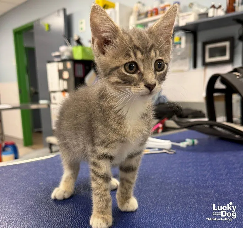 A baby medium-sized male Domestic Short Hair cat named Bandit for adoption in Washington, DC
