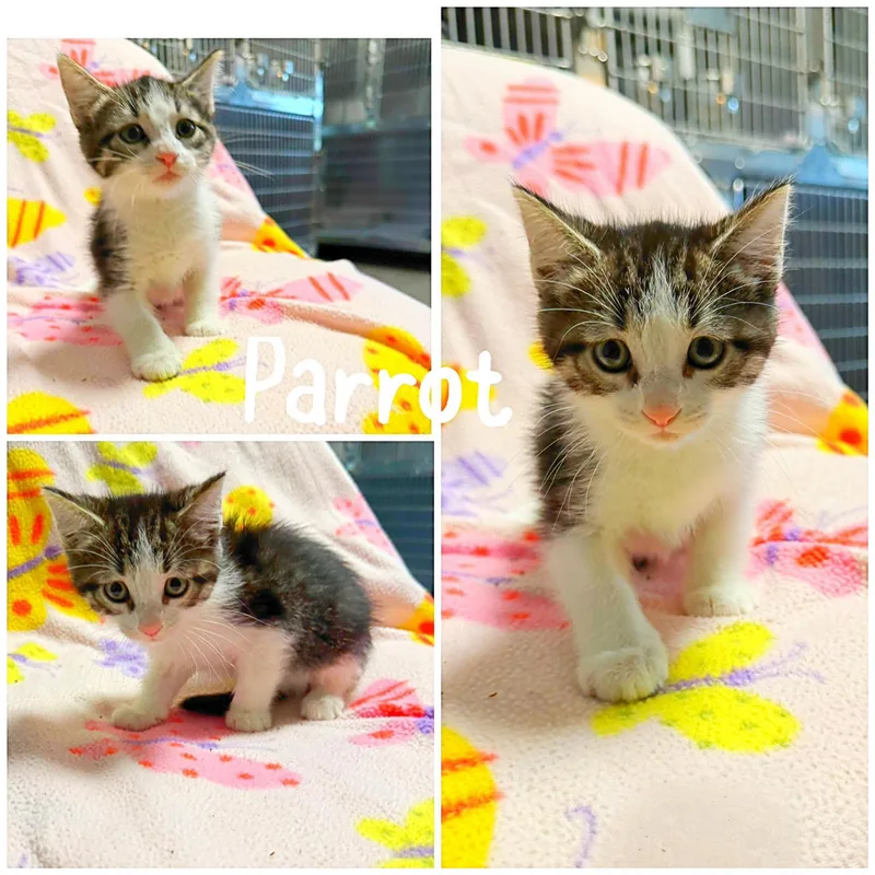 A baby medium-sized male White Domestic Short Hair cat named Parrot for adoption in Saint James, MO