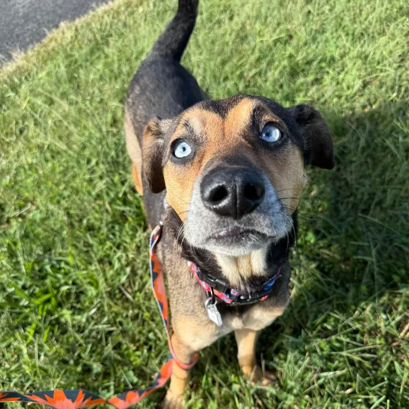 An adult medium-sized male Shepherd dog named Skip for adoption in Fairfax, VA