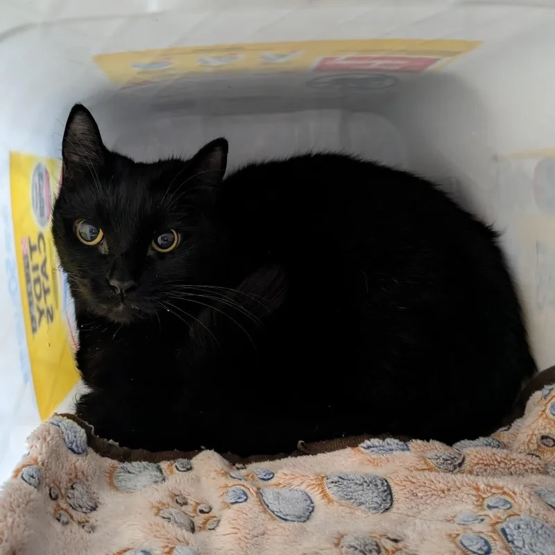 A senior medium-sized male Black American Shorthair cat named Loki for adoption in Manhattan, KS