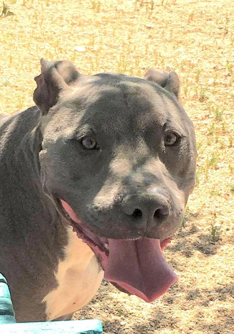 An adult large-sized male Gray / Blue / Silver Pit Bull Terrier dog named Tommy for adoption in Ventura, CA