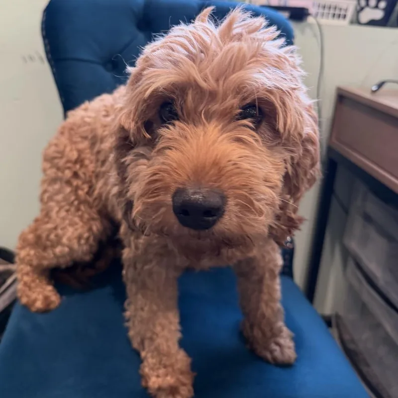 An adult medium-sized female Goldendoodle dog named Forest for adoption in Zionsville, IN