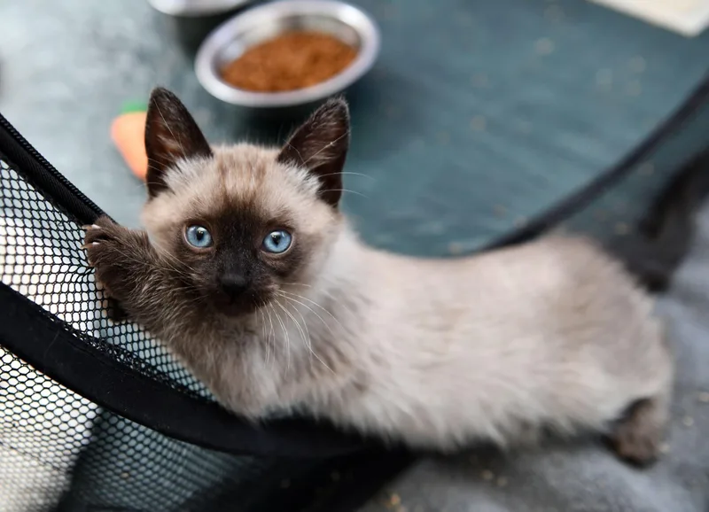 A baby medium-sized female Domestic Short Hair cat named Kiwi for adoption in Seattle, WA