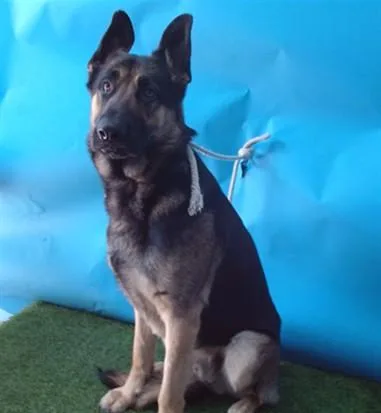 An adult medium-sized male German Shepherd Dog dog named Hermes for adoption in Gardena, CA