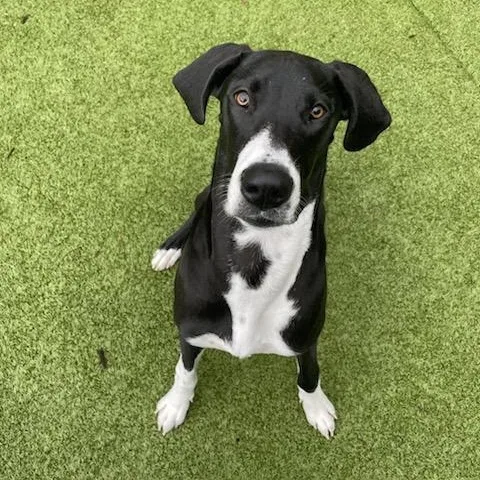 Stella Rose  Great thumbnail 2