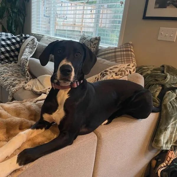 Stella Rose  Great thumbnail 3