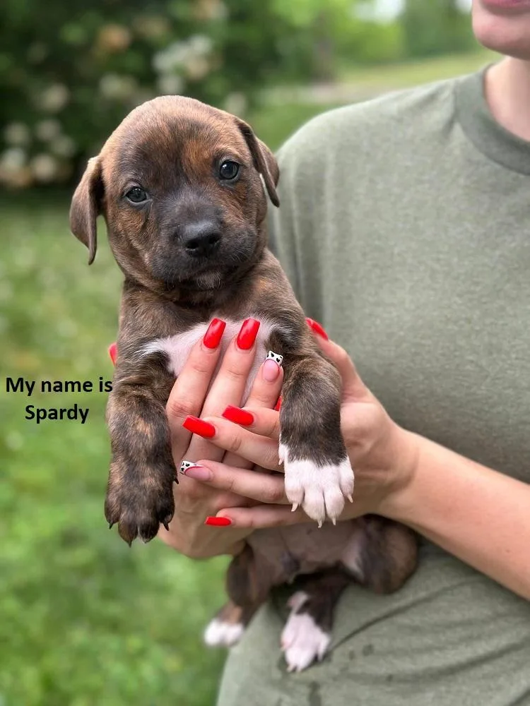 A baby medium-sized male Black Mouth Cur dog named Spardy for adoption in Byrdstown, TN