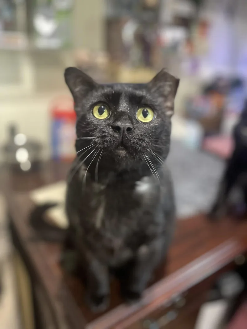 A senior small-sized male Domestic Short Hair cat named Barbecue for adoption in Front Royal, VA