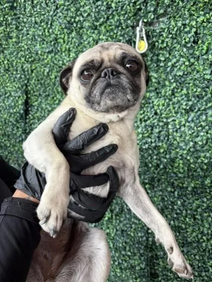 A baby small-sized female Yellow / Tan / Blond / Fawn Pug dog named 61030968 for adoption in El Paso, TX