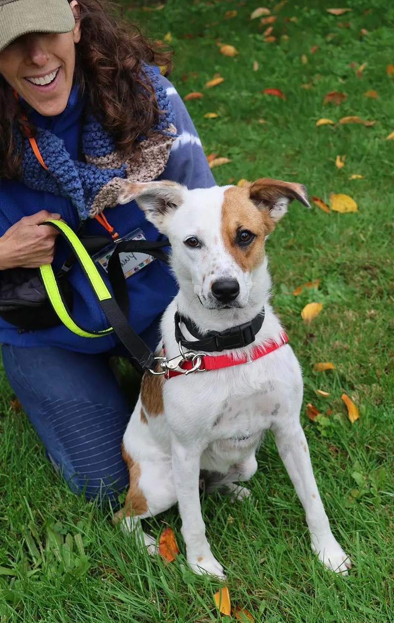 A baby medium-sized female Jack Russell Terrier dog named Moo Moo for adoption in Harrison, NY