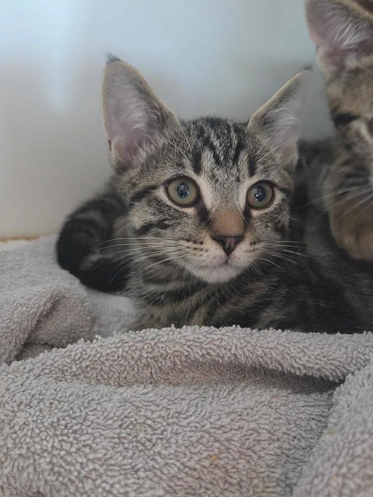 A baby small-sized male Domestic Short Hair cat named Oz for adoption in Hyde Park, NY