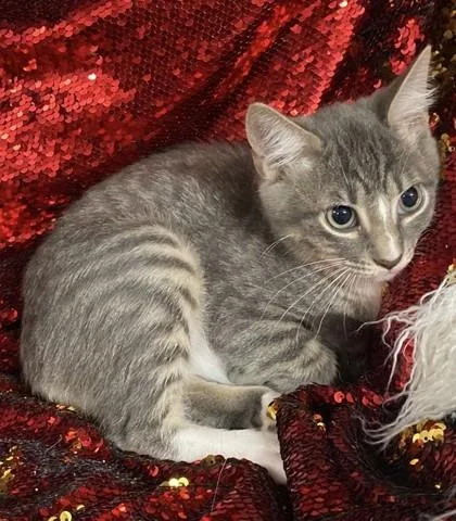 A baby small-sized male Domestic Short Hair cat named Gray @PetSmart Conway for adoption in Conway, SC