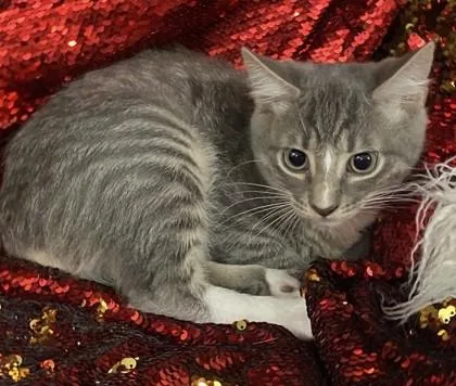 Gray @PetSmart Conway thumbnail 2