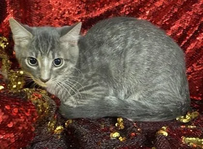 Gray @PetSmart Conway thumbnail 3