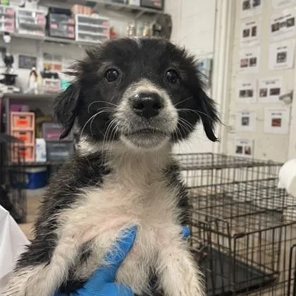 A baby medium-sized female Golden Retriever dog named Starburst for adoption in Morton Grove, IL