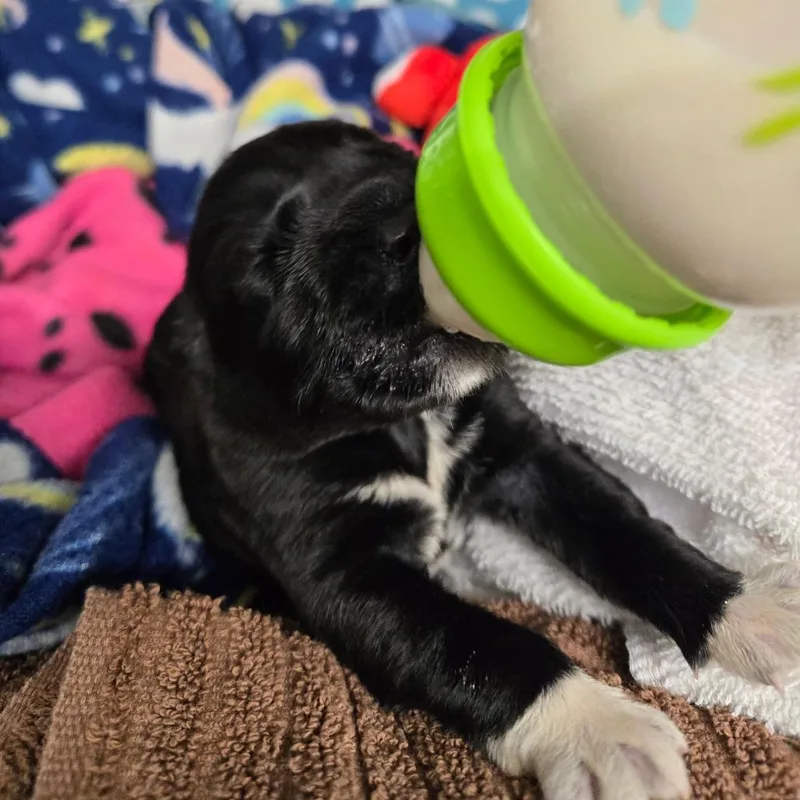 A baby small-sized female Mixed Breed dog named Mochi for adoption in Newport, TN