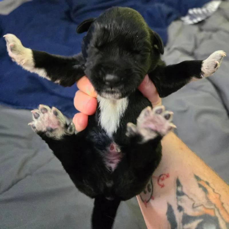 Mochi thumbnail 2