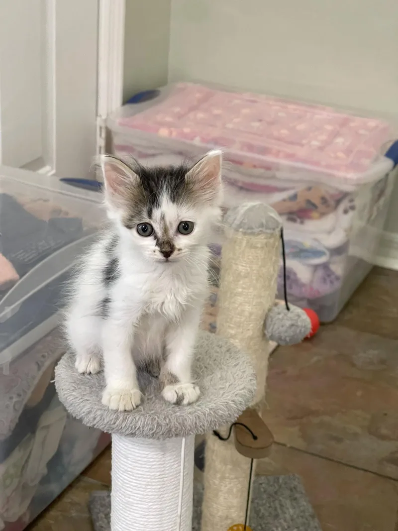 A baby medium-sized female Black & White / Tuxedo Domestic Short Hair cat named Abby for adoption in Oviedo, FL