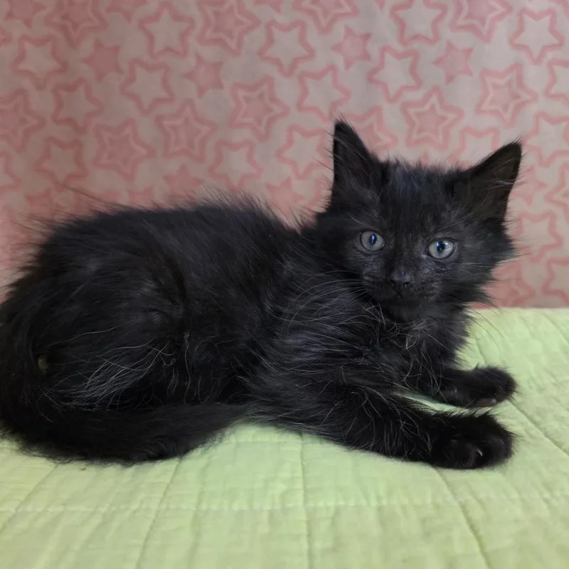 Johnny B. Goode thumbnail 6