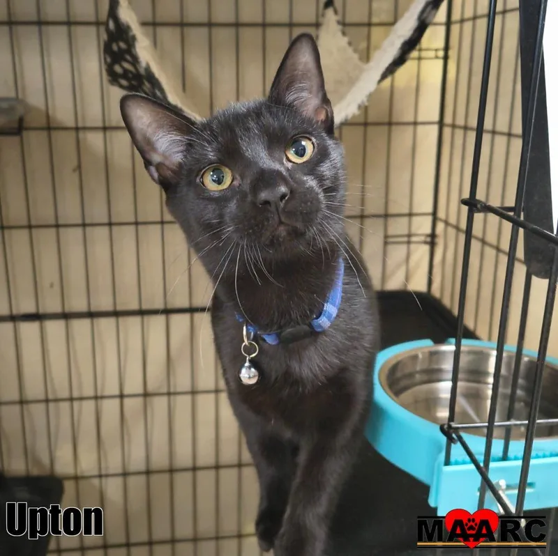 A baby medium-sized male Domestic Short Hair cat named Upton for adoption in Maryville, TN