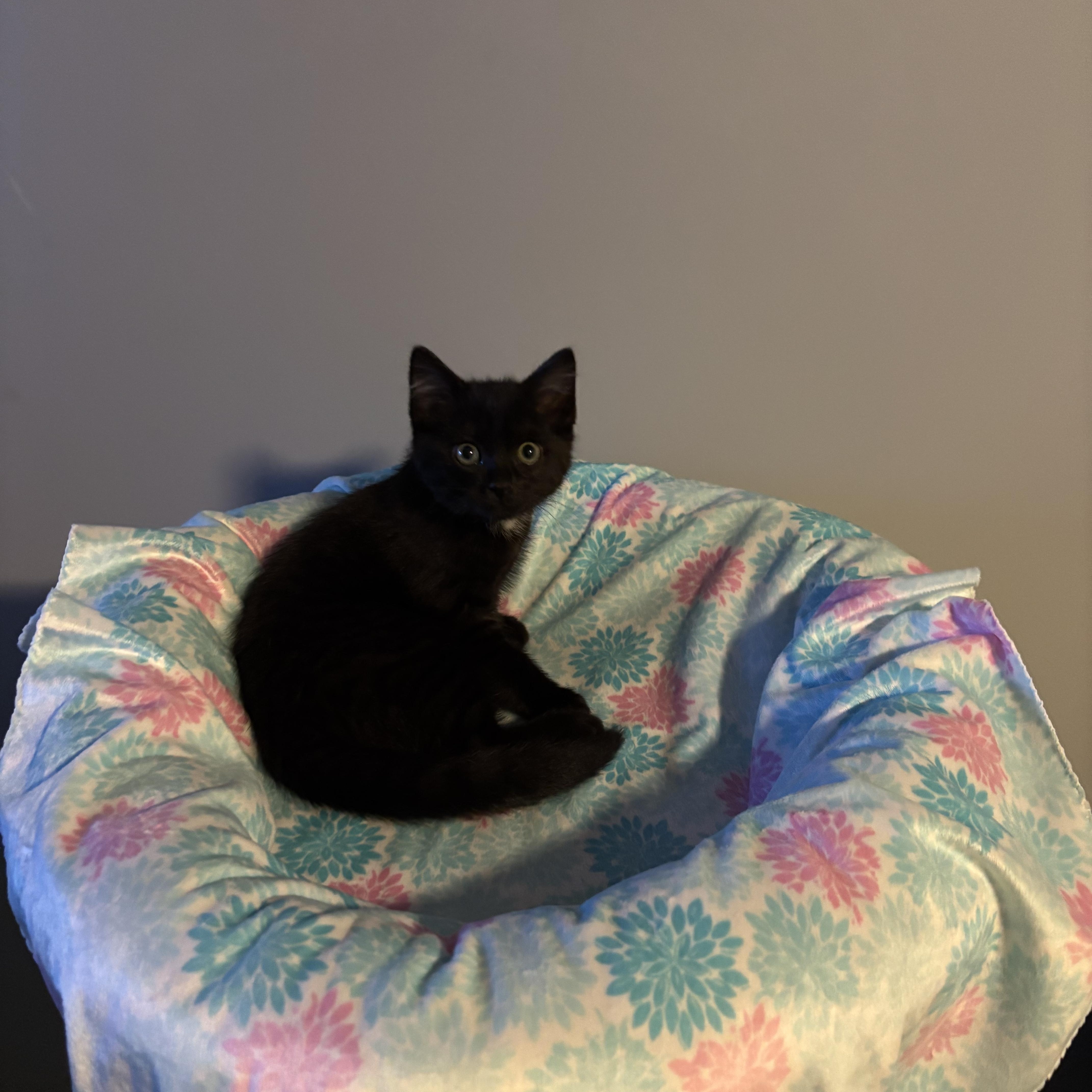 A baby medium-sized male Black Domestic Medium Hair cat named Montego for adoption in Franklin, OH
