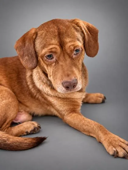 An adult medium-sized male Beagle dog named Damien for adoption in Bowling Green, KY