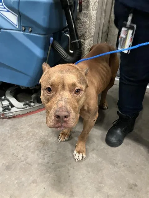 An adult medium-sized female Pit Bull Terrier dog named Sweetie for adoption in Dallas, TX