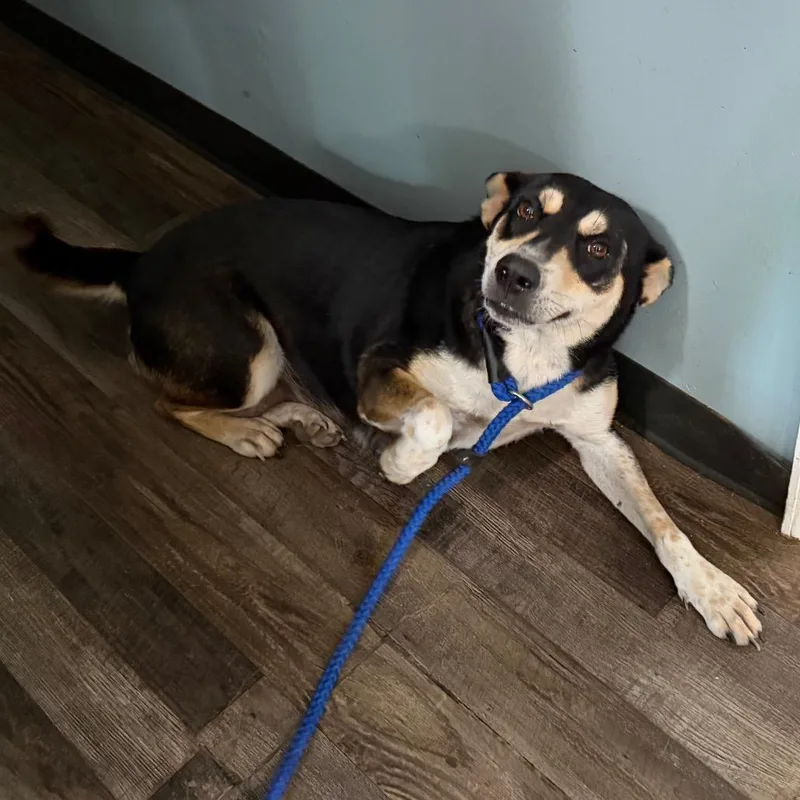 An adult medium-sized female Black Australian Shepherd dog named S'mores for adoption in Sequatchie, TN