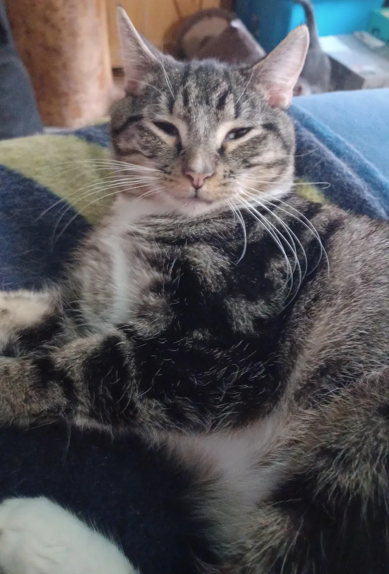 Moonstone thumbnail 3